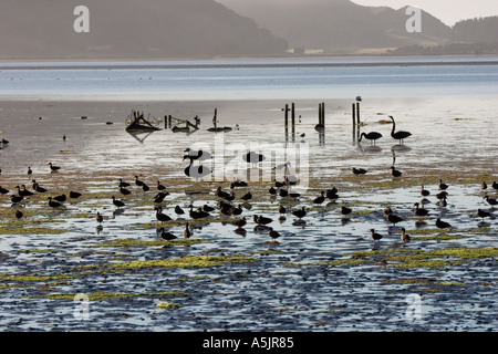 Vari uccelli acquatici a bassa marea su ingresso Hoopers Penisola di Otago Nuova Zelanda Foto Stock