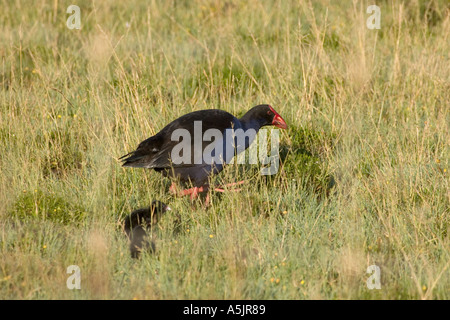 Pukeko con pulcini Foto Stock