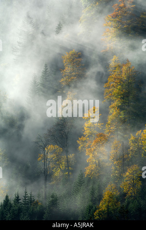 Foreste di montagna in autunno Foto Stock