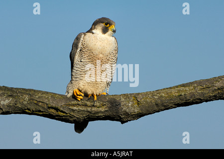 Falco pellegrino (Falco peregrinus), femmina Foto Stock