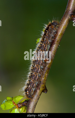 Oak Eggar Lasiocampa quercus larve alimentando il biancospino con bella fuori fuoco sfondo potton bedfordshire Foto Stock