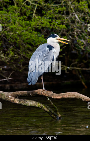 Airone cenerino Ardea cinerea seduta sul ramo acqua oltre a becco aperto a St Albans Foto Stock