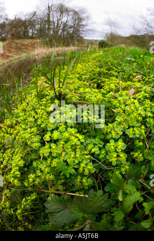 Di fronte lasciava Golden sassifraga Chrysosplenium oppositifolium crescente da vecchi camal derbyshire Foto Stock