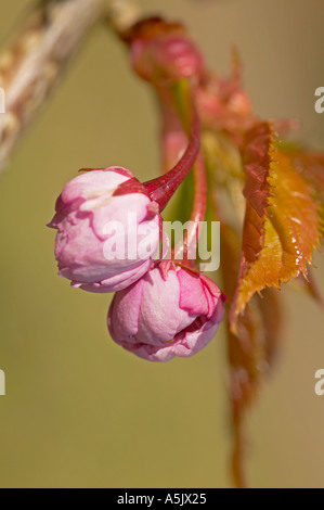 Fiore di Ciliegio gemme sul Prunus Kiku Shidare Zakura. Noto anche come Cheals pianto Foto Stock