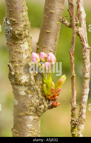 Fiore di Ciliegio gemme sul Prunus Kiku Shidare Zakura. Noto anche come Cheals pianto Foto Stock