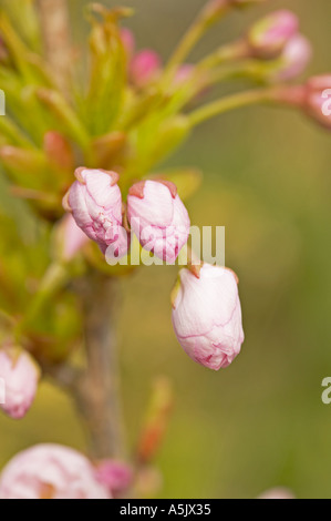 Fiore di Ciliegio gemme sul Prunus Kiku Shidare Zakura. Noto anche come Cheals pianto Foto Stock