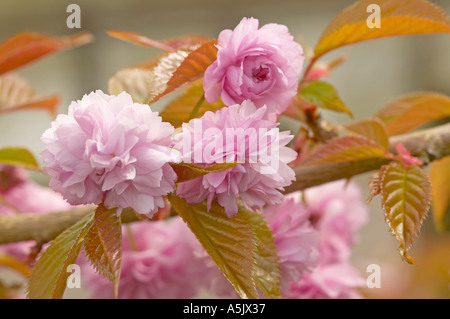Fiore di Ciliegio sul Prunus Kiku Shidare Zakura. Noto anche come Cheals pianto Foto Stock