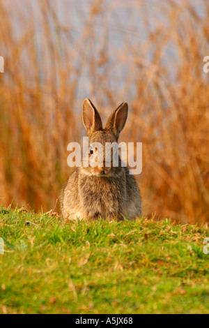 Coniglio oryctolagus cuniculus luce della sera nella primavera del pascolo campo inglese Shropshire England Regno Unito GB Foto Stock