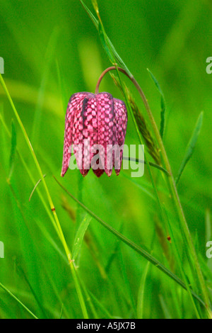 Viola snakeshead snakeshead fritillary in prato inglese Inghilterra UK Regno Unito Gran Bretagna Fritillaria meleagris Foto Stock