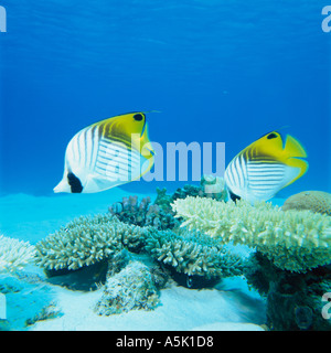 THREADFIN BUTTERFLYFISH Okinawa in Giappone Foto Stock