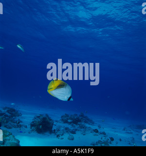 THREADFIN BUTTERFLYFISH Okinawa in Giappone Foto Stock