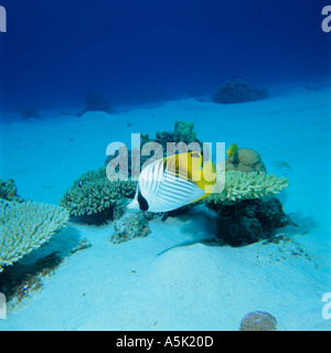 THREADFIN BUTTERFLYFISH Okinawa in Giappone Foto Stock