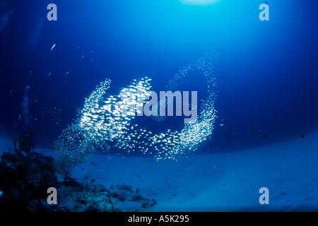 Scena subacquea Okinawa in Giappone Foto Stock