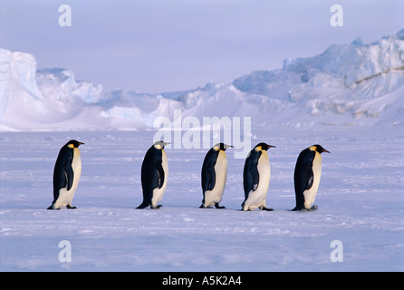 Pinguini imperatore Aptenodytes forsteri linea di adulti tornando a Colonia di fronte mare di ghiaccio del mare di Weddell Antartide Foto Stock