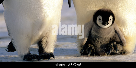 Pinguino imperatore Aptenodytes forsteri adulto meditabondo pulcino su piedi Mare di Weddell Antartide Foto Stock