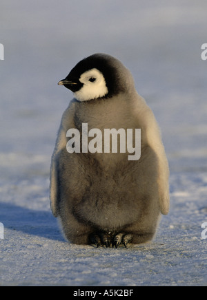 Pinguino imperatore Aptenodytes forsteri pulcino Mare di Weddell Antartide Foto Stock