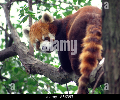 Rosso o panda minore Ailurus fulgens Himalaya e sud-ovest della Cina Foto Stock