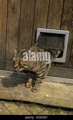 Tabby cat usando cat aletta nella porta a venire fuori casa Foto Stock