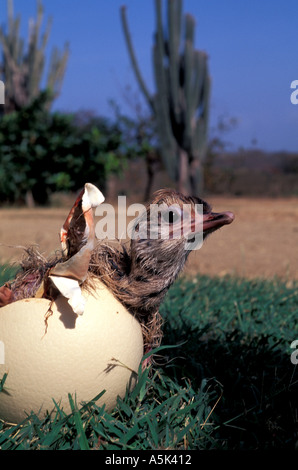 Curacao Ostrich Farm close-up di pulcino di struzzo emergenti da uovo Foto Stock