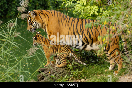 La tigre di Sumatra (Panthera tigris sumatrae) madre con cub Foto Stock