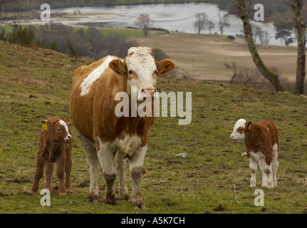 Free range vacca e due vitelli neonati su una collina Foto Stock