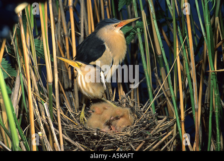 Tarabusino (Ixobrychus minutus), heron Foto Stock