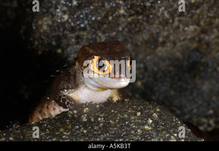 Coccodrillo Orange-Eyed Skink (Tribolonotus gracilis) Nuova Guinea Foto Stock