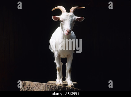 Capra bianca in un granaio USA Foto Stock