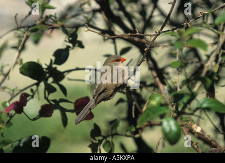 Waxbill comune Estrilda astrild maschio Foto Stock