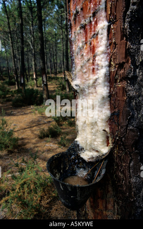 Resina essendo raccolti da alberi di pino, nazare, Portogallo. Foto Stock