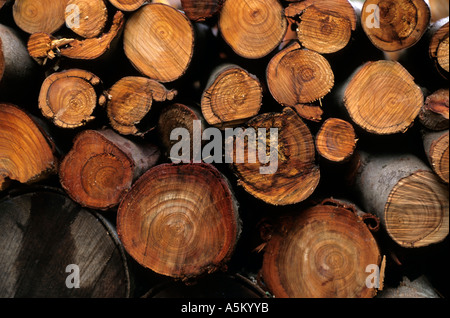 Pila di log tagliati, Corsica, Francia. Foto Stock