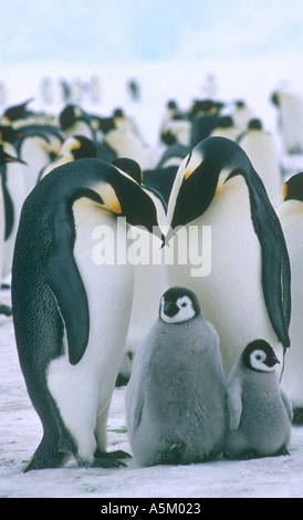 Pinguini imperatore pulcini Foto Stock