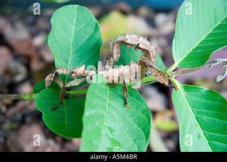 L'insetto foglia Macleay's Spectre, noto anche come Australian Walking Stick Insect, imita uno scorpione nella postura difensiva. Foto Stock