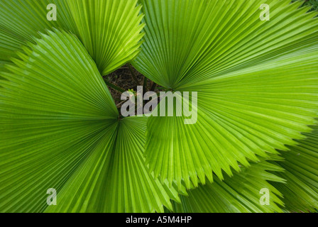 Eleganti fronde di palma varietà Licuala Grandis aka il ventilatore increspato Palm o la ventola di Vanuatu Palm fotografato qui in Sarawak Foto Stock