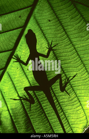 La foresta pluviale di lucertola anole nella foresta pluviale amazzonica Explorama Lodge Foto Stock