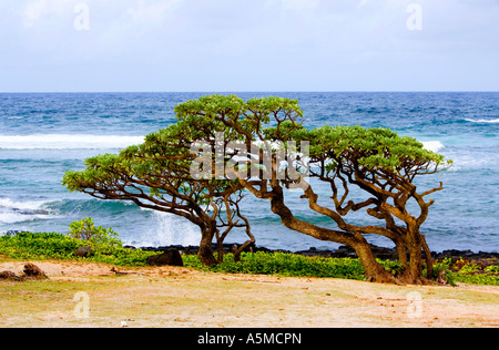 Alberi spazzate dal vento sulla costa est di Mauritius Foto Stock