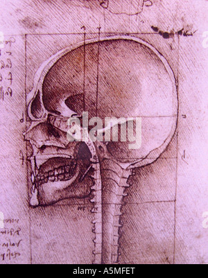 Anatomische Zeichnung von Leonardo da Vinci Medizinische Studien des menschlichen Koerpers Anatomisches Studienblatt welches bei Foto Stock