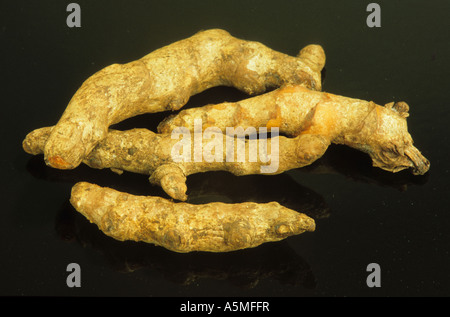 Curcuma ganze radici Wurzeln Gelbwurz Curcuma Curcuma domestica Curcuma longa Kräuter und Gewürze alle erbe aromatiche spezie erbe aromatiche spezie Küchenk Foto Stock