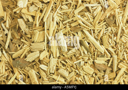 Sassafrasholz geschnitten getrocknet Sassafrs legno essiccato tagliato sassofrasso sassofrasso albidum Heilpflanzen Pflanze Botanik Heilkra Foto Stock