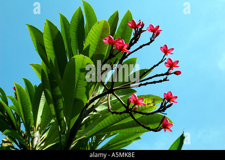 RAJ98899 Red Champa fiori rosso Chaafa molti con piante verdi Foto Stock