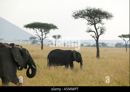 Elefanti nella riserva di gioco Masai Mara in Kenya Africa Foto Stock