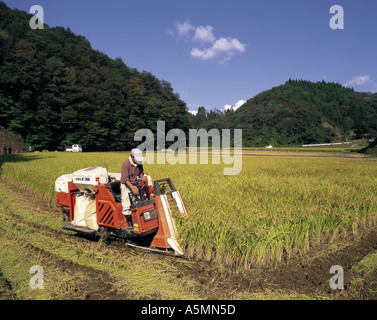 La raccolta di Akita Komachi riso di Akita Giappone Foto Stock