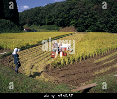 La raccolta di Akita Komachi riso di Akita Giappone Foto Stock