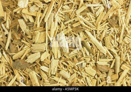 Sassafrasholz geschnitten getrocknet Sassafrs legno essiccato tagliato sassofrasso sassofrasso albidum Heilpflanzen Pflanze Botanik Heilkra Foto Stock