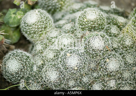 Dettaglio ravvicinato di Dolichothele albescens cactus, un membro della famiglia delle Cactaceae del Messico, che mostra densa spine bianche e forma globulare. Foto Stock