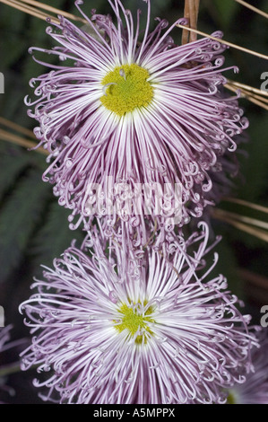 Primo piano di un paio di fiori di crisantemo Kiko con lunghi petali viola e centri gialli. Foto Stock