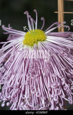 Giallo violetto rosa crisantemo fiore close up - Kiko Foto Stock