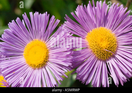 Primo piano di due Asteraceae viola - fiori di Erigeron Elsie con centri gialli, che mostrano delicati petali di ray in un giardino. Foto Stock