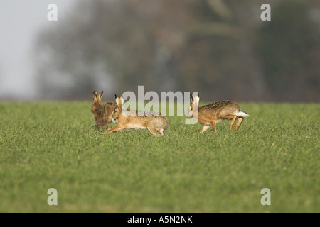 Brown lepre Lepus europaeus gruppo di threer sul frumento invernale durante la stagione di accoppiamento NORFOLK REGNO UNITO Febbraio Foto Stock