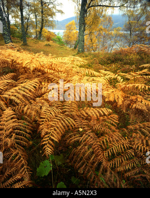 GB - Scozia: Autunno boschi lungo il Loch Rannoch Foto Stock